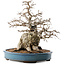 Carpinus coreana, 45 cm, ± 40 years old