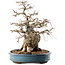 Carpinus coreana, 45 cm, ± 40 years old