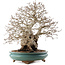 Carpinus coreana, 53,5 cm, ± 40 Jahre alt