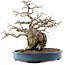 Carpinus coreana, 45 cm, ± 40 ans