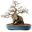 Carpinus coreana, 45 cm, ± 40 ans