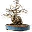 Carpinus coreana, 45 cm, ± 40 anni