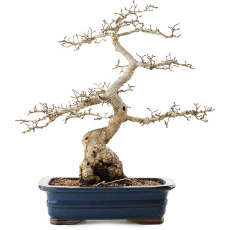 Carpinus coreana, 40,5 cm, ± 40 años