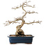 Carpinus coreana, 40,5 cm, ± 40 ans