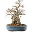 Carpinus coreana, 45 cm, ± 40 anni