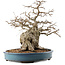 Carpinus coreana, 45 cm, ± 40 anni