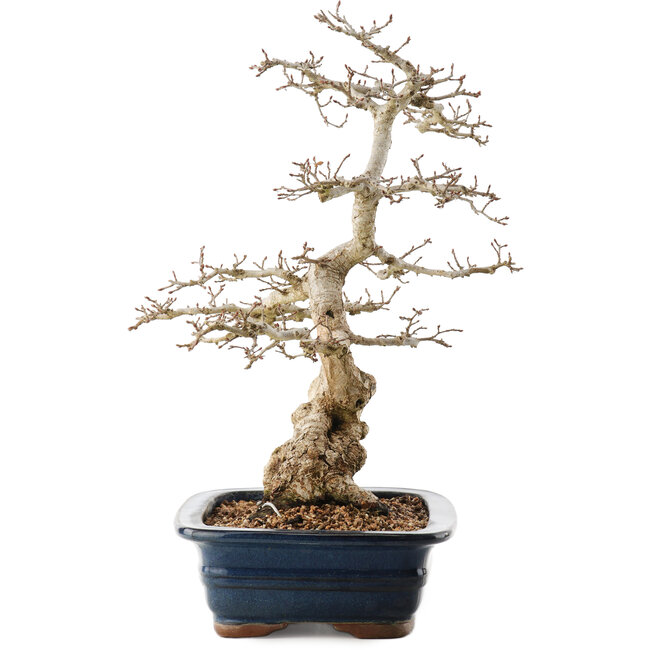 Carpinus coreana, 40,5 cm, ± 40 ans