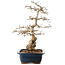 Carpinus coreana, 40,5 cm, ± 40 ans