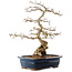 Carpinus coreana, 40,5 cm, ± 40 ans