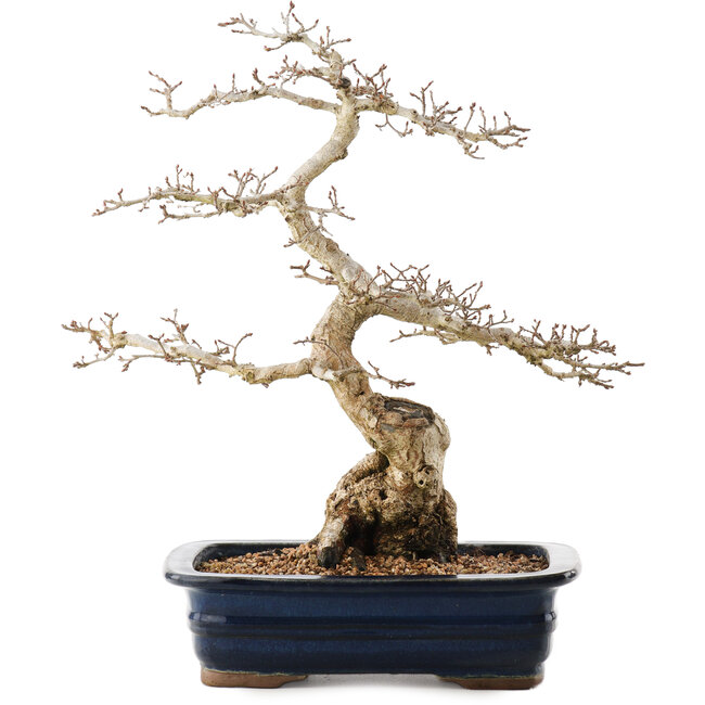 Carpinus coreana, 40,5 cm, ± 40 years old