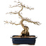 Carpinus coreana, 40,5 cm, ± 40 ans