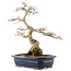 Carpinus coreana, 40,5 cm, ± 40 ans