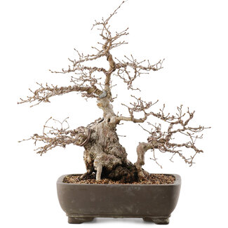 Carpinus coreana, 35 cm, ± 40 years old