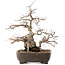 Carpinus coreana, 35 cm, ± 40 ans