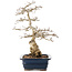 Carpinus coreana, 40,5 cm, ± 40 ans