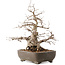 Carpinus coreana, 35 cm, ± 40 anni