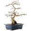 Carpinus coreana, 40,5 cm, ± 40 ans