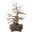 Carpinus coreana, 35 cm, ± 40 anni