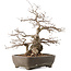 Carpinus coreana, 35 cm, ± 40 ans