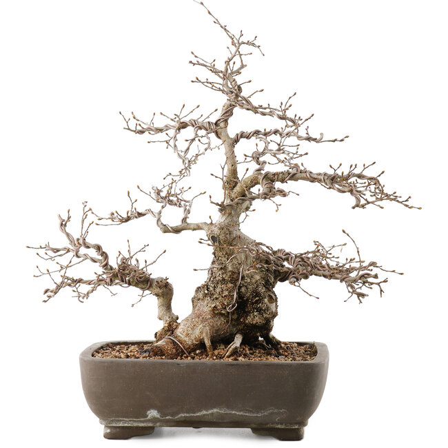 Carpinus coreana, 35 cm, ± 40 jaar oud