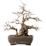 Carpinus coreana, 35 cm, ± 40 ans