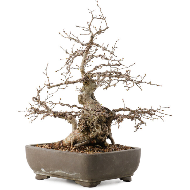 Carpinus coreana, 35 cm, ± 40 anni