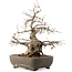 Carpinus coreana, 35 cm, ± 40 ans