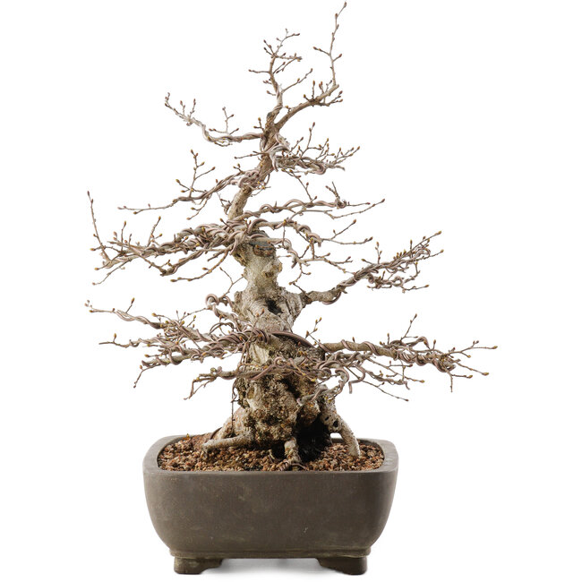 Carpinus coreana, 35 cm, ± 40 Jahre alt