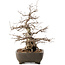 Carpinus coreana, 35 cm, ± 40 Jahre alt