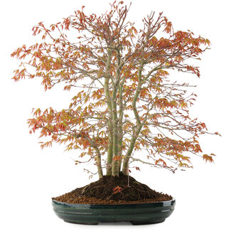 Acer palmatum, 56,5 cm, ± 15 años