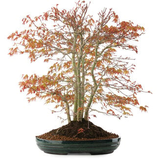 Acer palmatum, 56,5 cm, ± 15 jaar oud