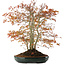 Acer palmatum, 56,5 cm, ± 15 años