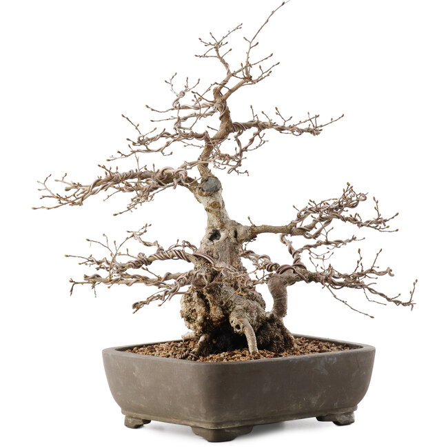 Carpinus coreana, 35 cm, ± 40 años