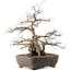 Carpinus coreana, 35 cm, ± 40 ans