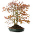 Acer palmatum, 56,5 cm, ± 15 años