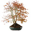 Acer palmatum, 56,5 cm, ± 15 años