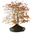 Acer palmatum, 56,5 cm, ± 15 anni