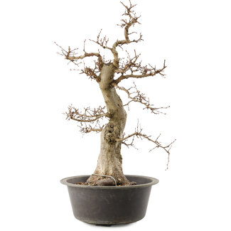 Carpinus coreana, 55 cm, ± 40 anni