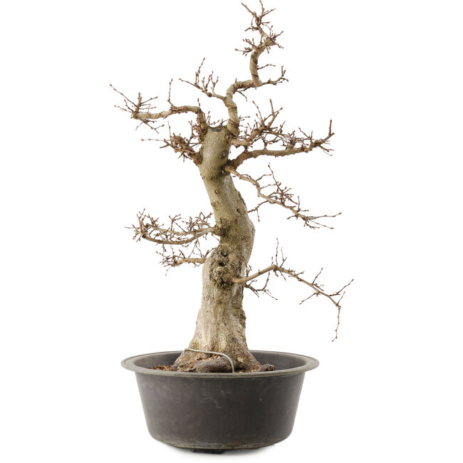 Carpinus coreana, 55 cm, ± 40 Jahre alt