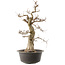 Carpinus coreana, 55 cm, ± 40 anni