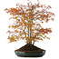 Acer palmatum, 56,5 cm, ± 15 jaar oud