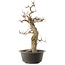 Carpinus coreana, 55 cm, ± 40 anni