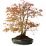 Acer palmatum, 56,5 cm, ± 15 jaar oud