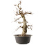 Carpinus coreana, 55 cm, ± 40 anni