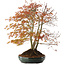 Acer palmatum, 56,5 cm, ± 15 anni