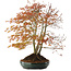 Acer palmatum, 56,5 cm, ± 15 jaar oud