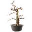 Carpinus coreana, 55 cm, ± 40 anni