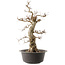 Carpinus coreana, 55 cm, ± 40 anni