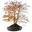 Acer palmatum, 56,5 cm, ± 15 ans