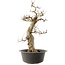 Carpinus coreana, 55 cm, ± 40 anni